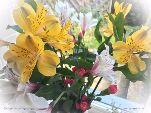 Item #25766228410116791685339336380012731519026805930459738932816938886376449900644 Media