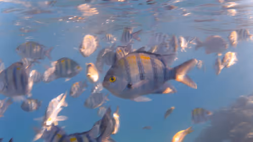 Item #32522392328516293709208538786472574869311995244495637720412795643152287399941 Media