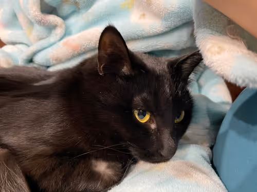 Item #57432309319676179700798702069366385585354272226932054472084541751719381434369 Media