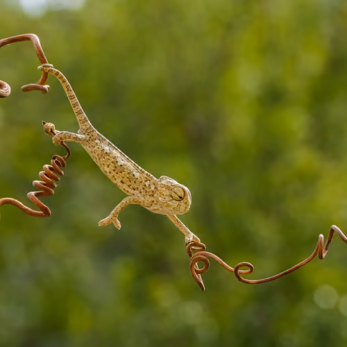 Chameleon in his elegance