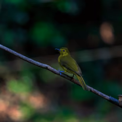 bulbul
