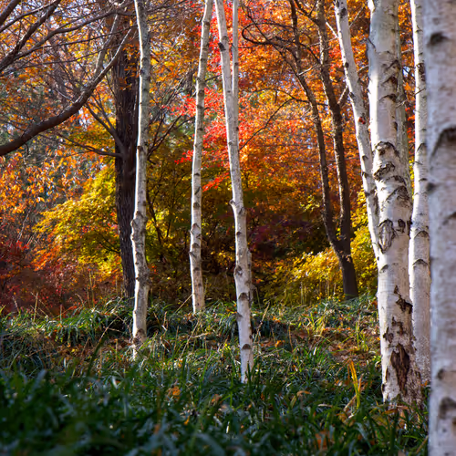 15099377614674255729827518037484709840880486279639044345484425430220159320065