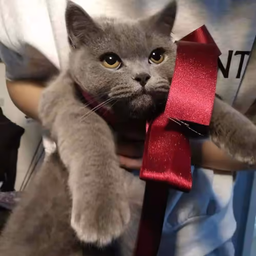 xiangyu cat