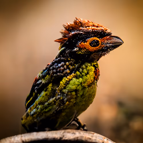 Brown Browed Barbet