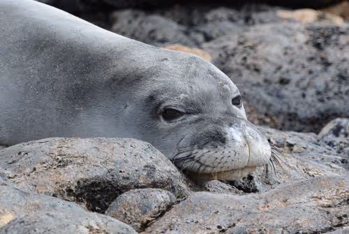 Item #82668664347853387025205030792162106913974488761724448252059371130181981831169 Media