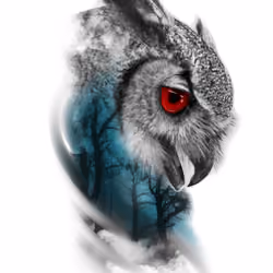 Night Owl
