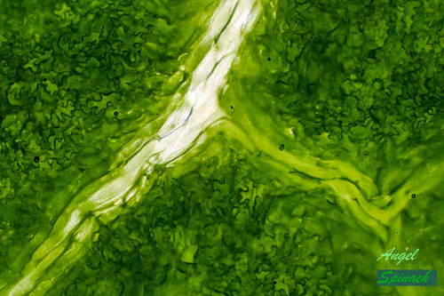 Item #83492542219966292281678492459995273614130213244614101144777663964147217334273 Media