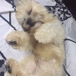 Milo #25