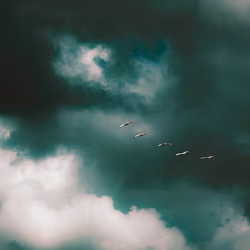 Fly South
