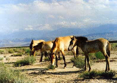 Equus przewalskii