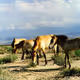 Equus przewalskii