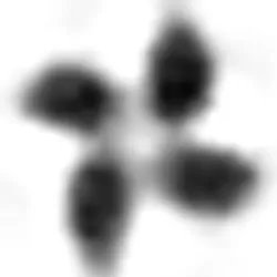 Rotor 8