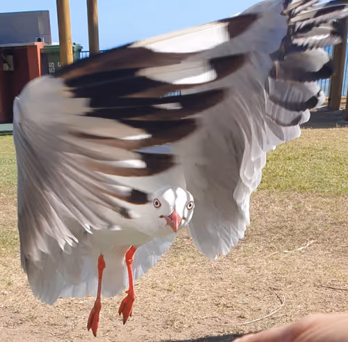 Item #76501167161801301972611522494560240376577292478925649472992816385914551926809 Media