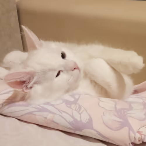 Item #763224073280193224173041358155125596503139434424356380946212172854760308737 Media