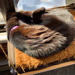 cat sounds