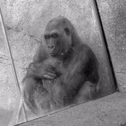 Twentysix Bored Apes