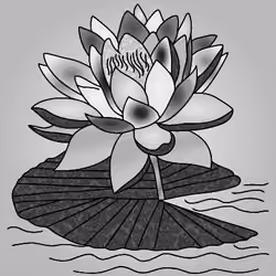 _Lotus_