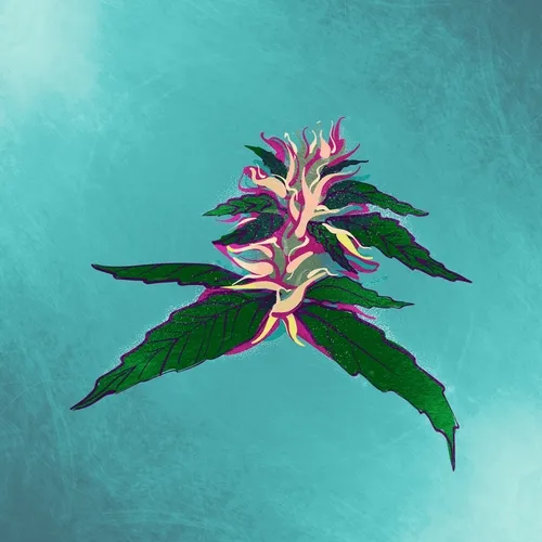420cannabisstrains
