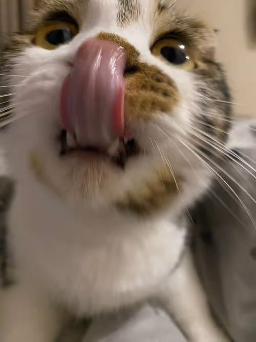 Item #51714780314179032241787952776522636894904578774096726712782613631754695606273 Media