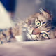 animous