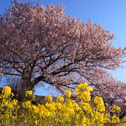 Kawazu cherry blossoms bloom in early spring