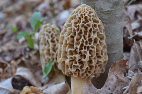 Item #97703427282030741984022634986911983897204836568735072395572896051322257670145 Media