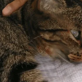 38020792303354173762960922123685506404951218690230671569662828386059322130433