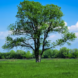 Tree 014