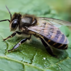 #11 Bullish Bee