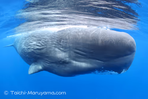 Item #61113597711829508019705348607354266595254896620371709928421355912122612056065 Media