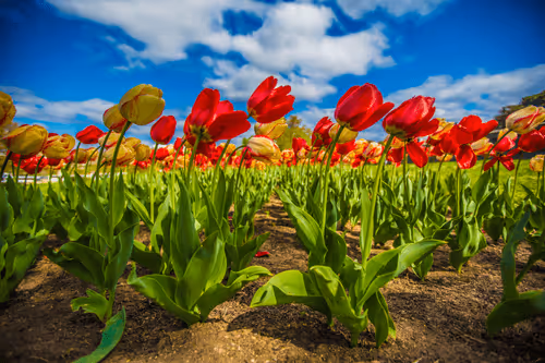 John Knopf Limited Editions