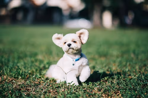 Item #21607923784025543658024067331009769919395041958272689574271021110066273058817 Media