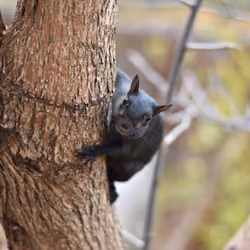 Squirell