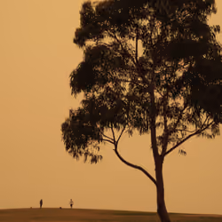 #1 Lonely Tree