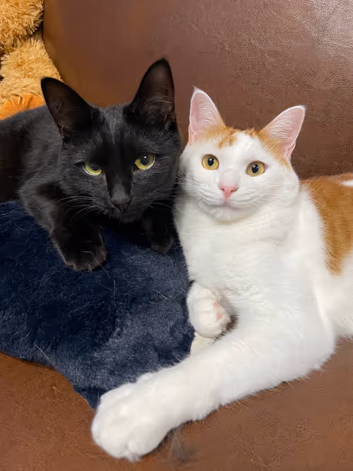 Item #57432309319676179700798702069366385585354272226932054472084541945233427922945 Media