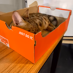 JUST DO IT