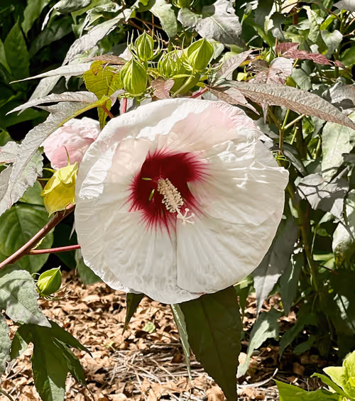 Item #60286361363657250857601775030637471218171117852543341295073304062429520461825 Media