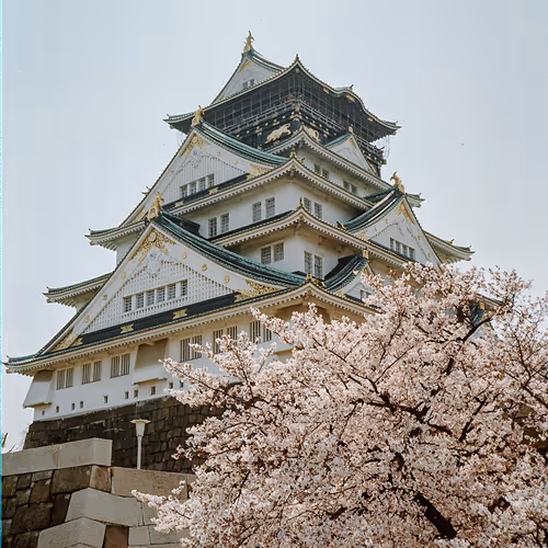 Sakura Temple 