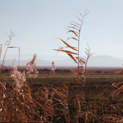 Dried barleys