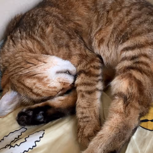 meow1