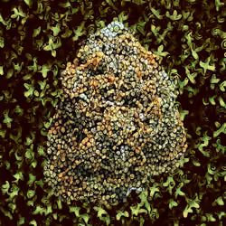 Pineapple Express - Green Series