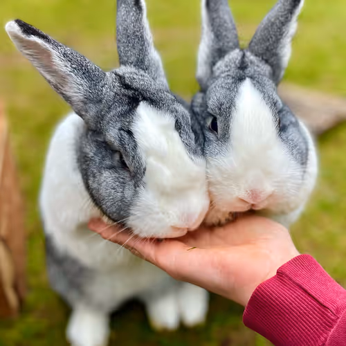 fliegendehollaenderhasen Collection