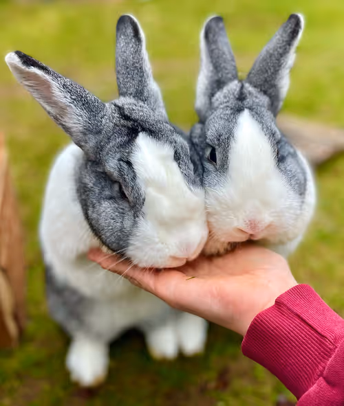 Item #32869077818189299338104486948782310907218303010195542765452093391306907189249 Media