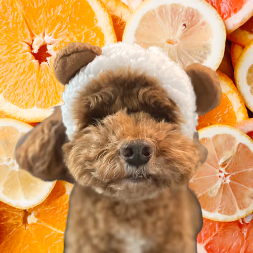 Item #50435629414903080732398685353811858649064922584428316907703266723443238764545 Media