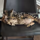 CrypticJraey Collection