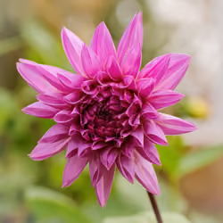 Purple Dahlia