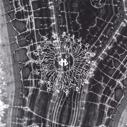 112785962377424395045344855616881046681669816846496086061641745690842114293761