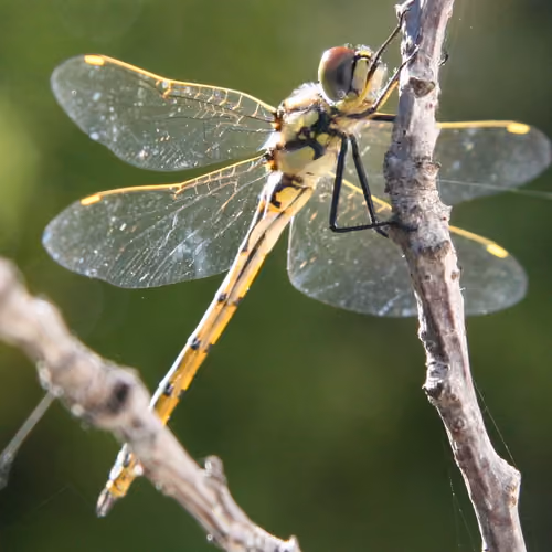 GoldenEye DragonFly