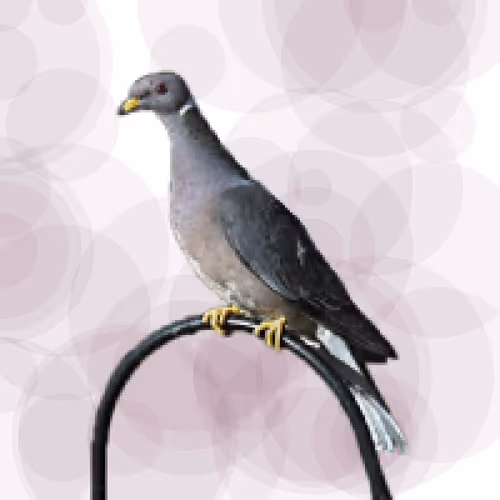 Item #44224140947385297080294490486331546758837636797201957936873602886749470588929 Media