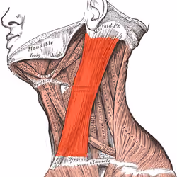 Esternocleidooccipitomastoideo 